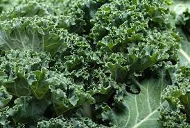 Ridge Kale Brassica oleracea seeds for garden planting
